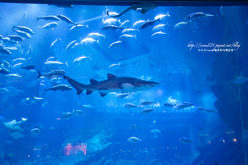【杜拜】shopping mall裡面有鯊魚！杜拜購物中心Dubai Mall @Irene&#039;s 食旅．時旅