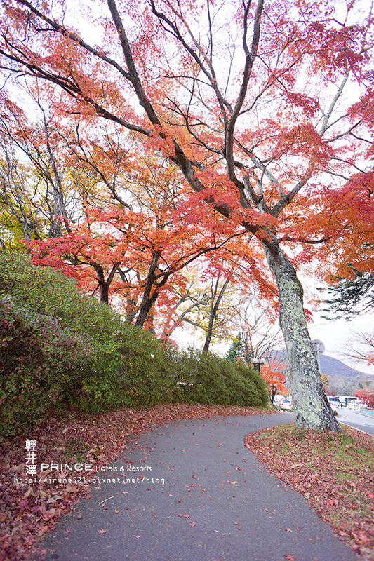 【輕井澤】楓紅片片，散步於楓葉小道中．輕井澤王子大飯店