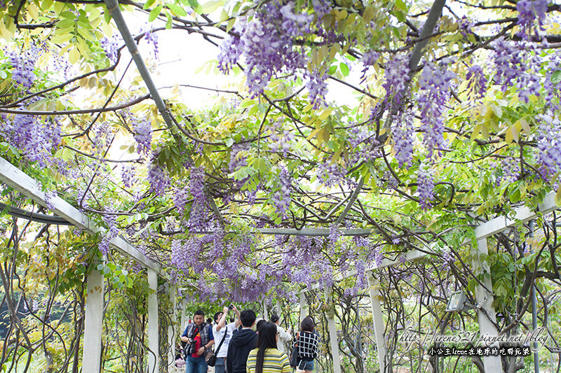 【淡水】如串串垂墜的紫葡萄，夢幻的紫色隧道．紫藤咖啡園(4/6花況) @Irene&#039;s 食旅．時旅