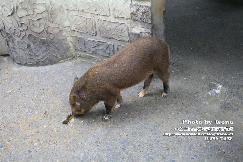 中埔綠盈牧場