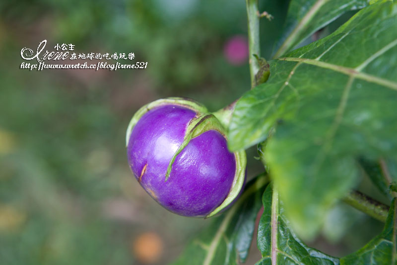 豐山生態園區