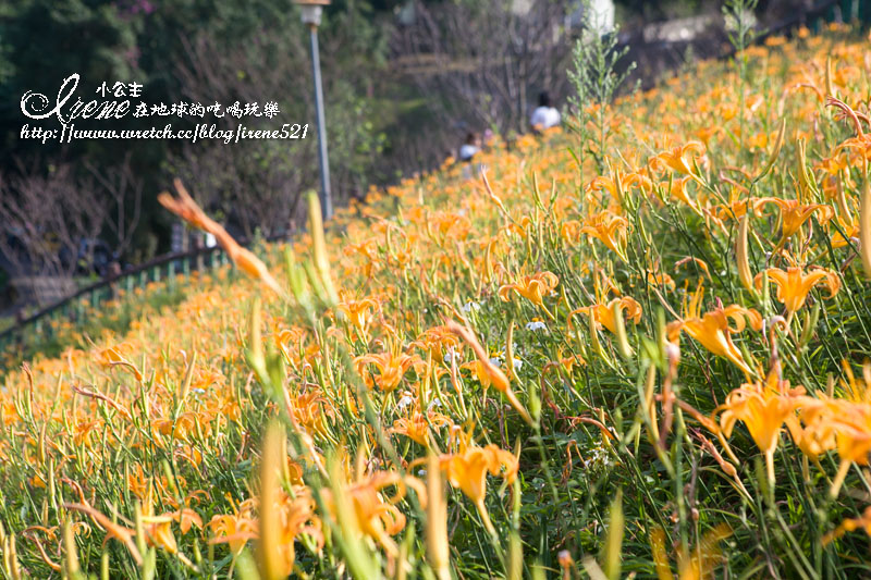 【台北文山區】隱身都市中的小花海．老泉里金針花(10/14花況) @Irene&#039;s 食旅．時旅