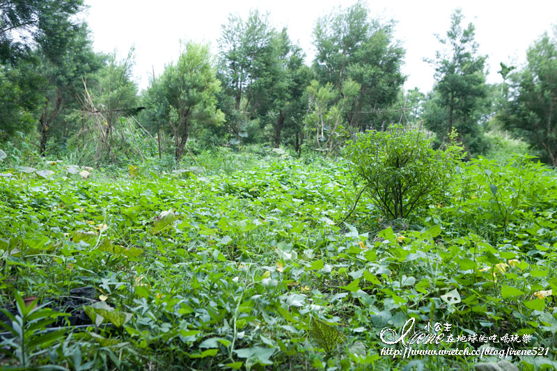 波尼塔香草花園