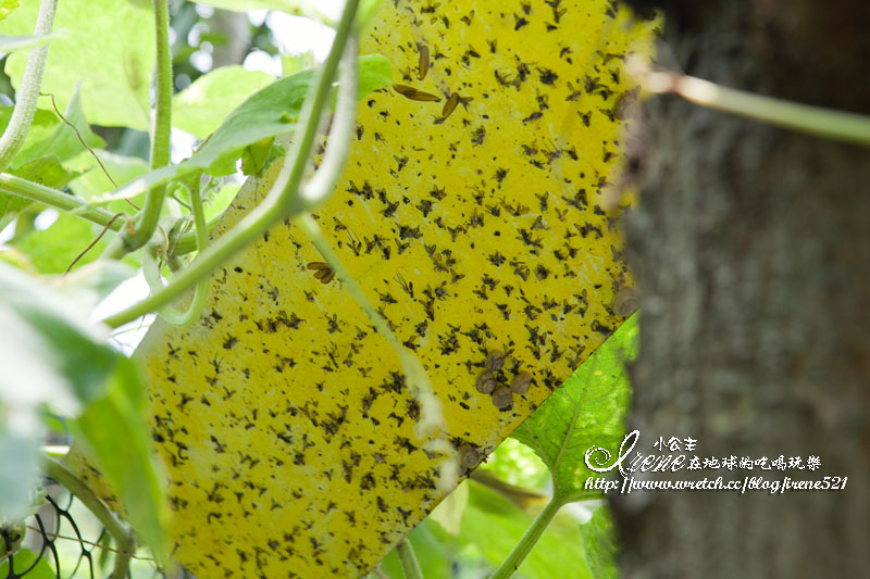 波尼塔香草花園