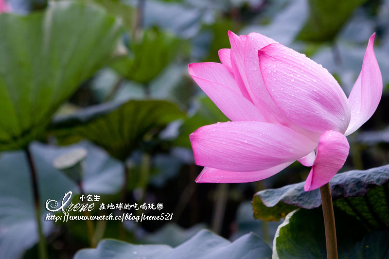 【台北】二重疏洪道荷花公園&#038;植物園荷花 (6/24花況) @Irene&#039;s 食旅．時旅