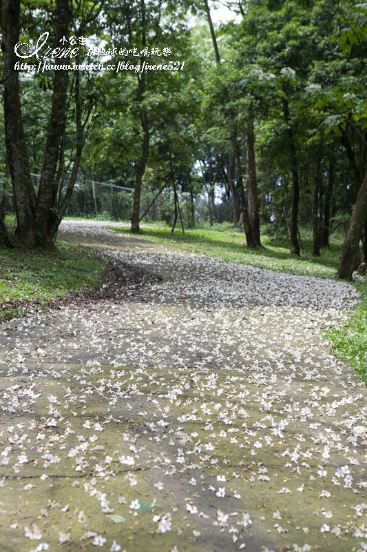 五月雪步道