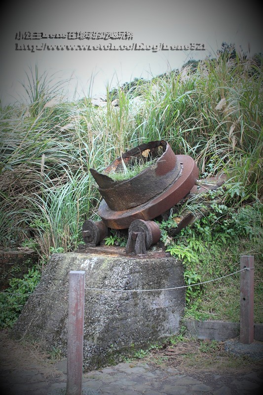 陽明山芒草