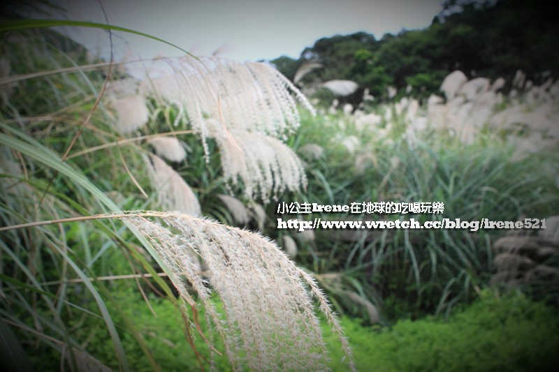 陽明山芒草