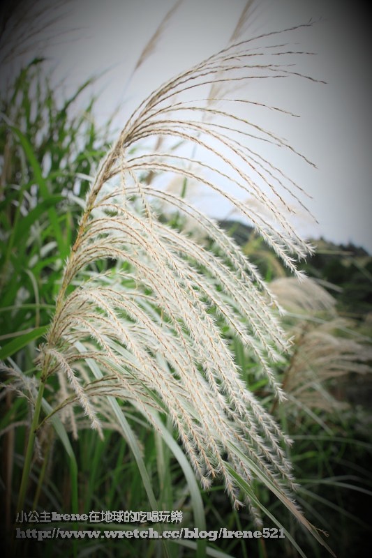 陽明山芒草