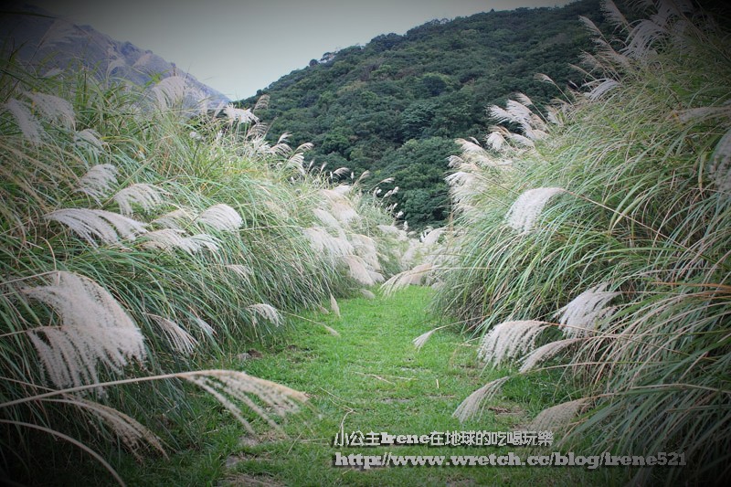 陽明山芒草