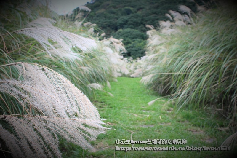 陽明山芒草