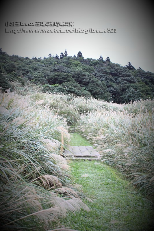 陽明山芒草