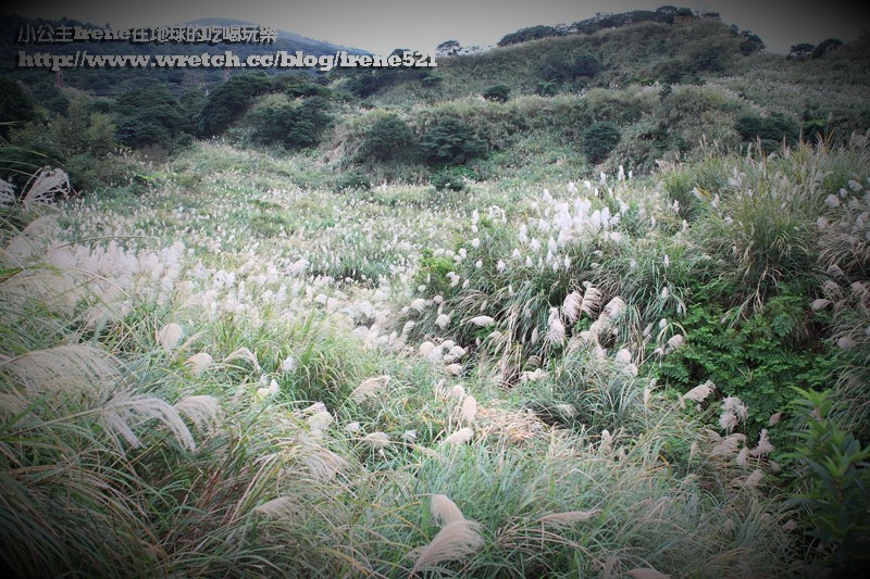 陽明山芒草