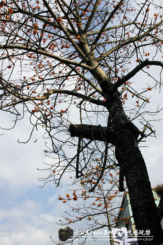 公館木棉花