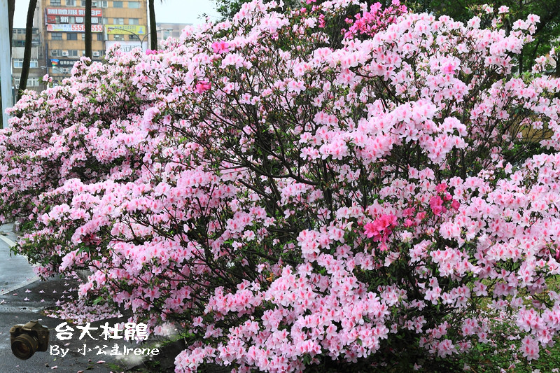 【台北】2011臺大杜鵑花節 @Irene&#039;s 食旅．時旅