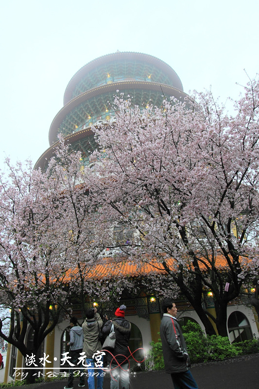 2011.天元宮櫻花