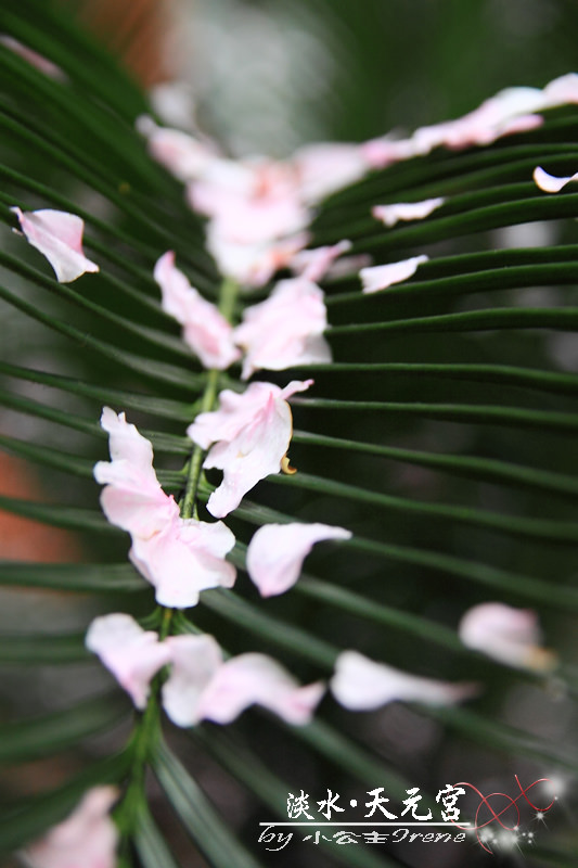 2011.天元宮櫻花