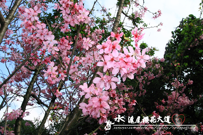 【淡水】追逐櫻花的腳步．滬尾櫻花大道 @Irene&#039;s 食旅．時旅