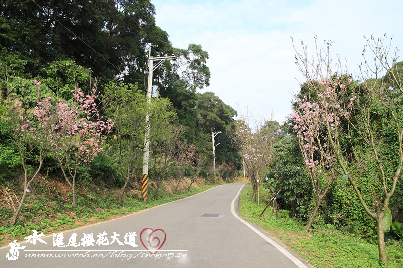 淡水滬尾櫻花大道