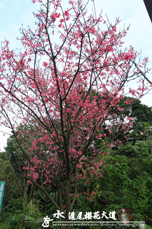 淡水滬尾櫻花大道