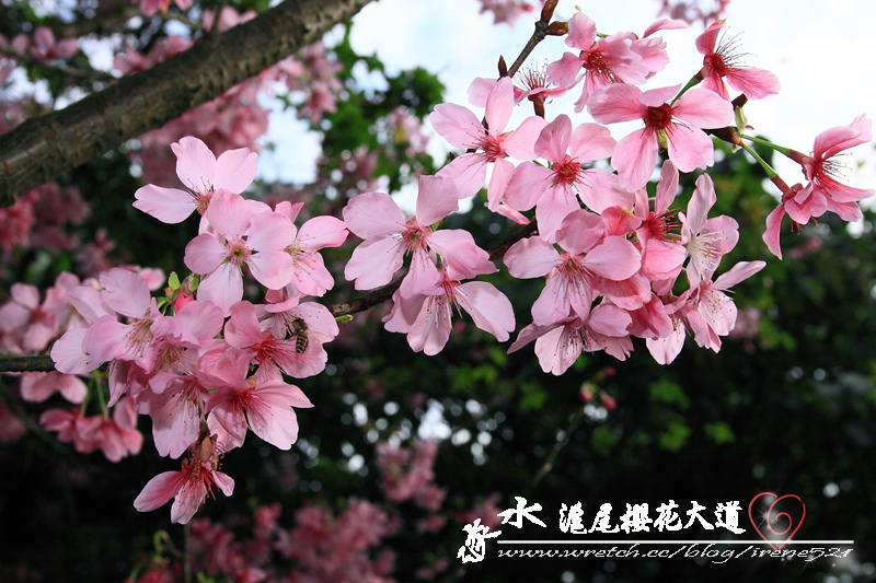 淡水滬尾櫻花大道