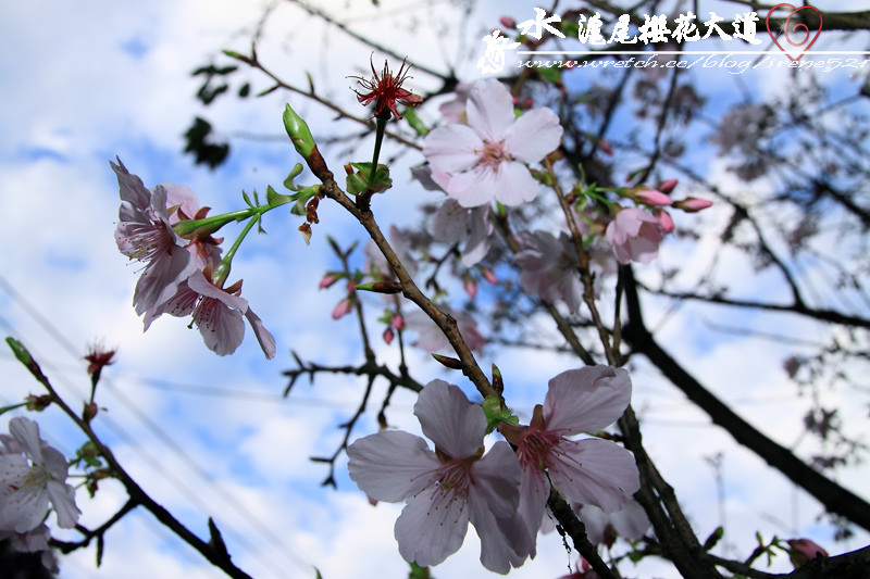 淡水滬尾櫻花大道