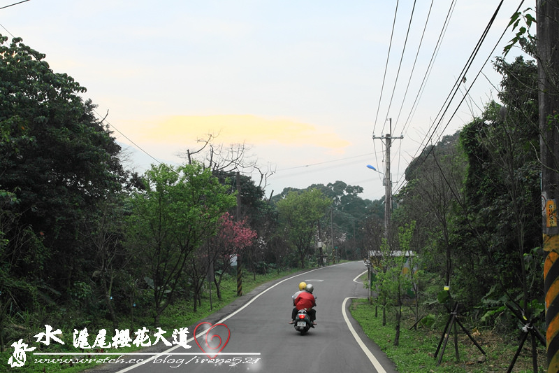 淡水滬尾櫻花大道