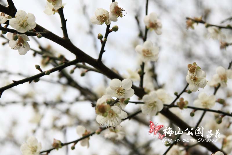 【嘉義梅山】與梅花的近距離接觸．梅山公園 @Irene&#039;s 食旅．時旅