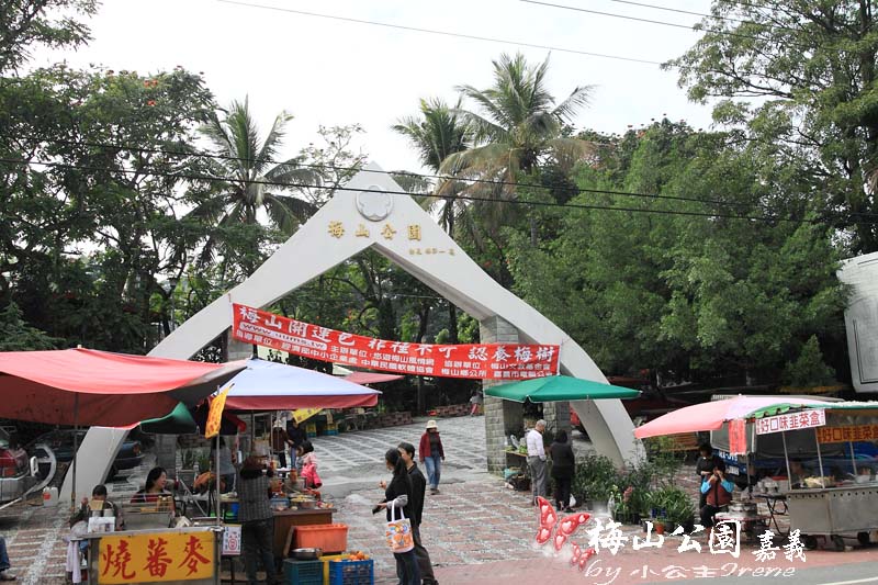 【嘉義梅山】與梅花的近距離接觸．梅山公園