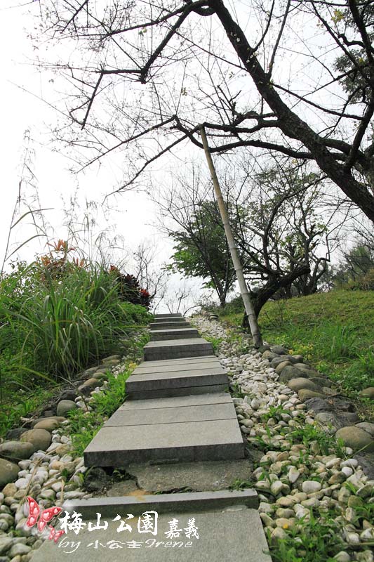 【嘉義梅山】與梅花的近距離接觸．梅山公園