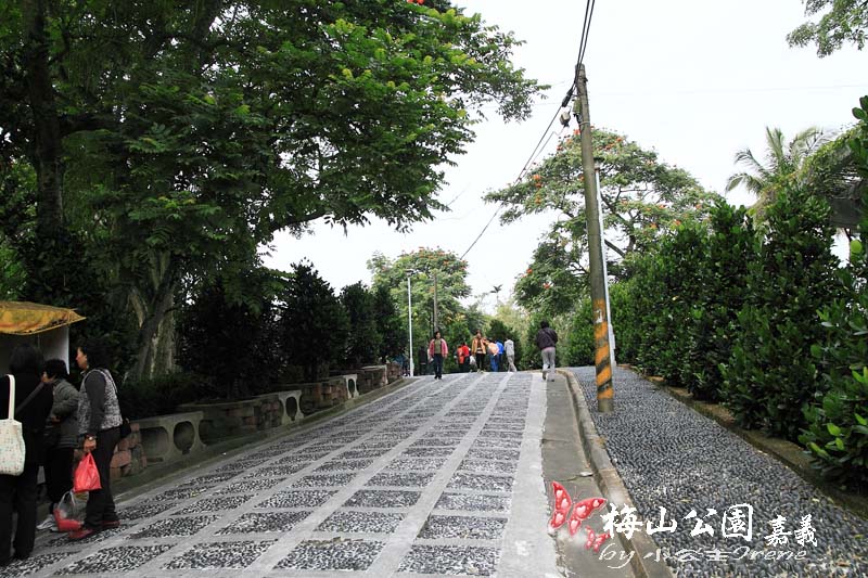 【嘉義梅山】與梅花的近距離接觸．梅山公園