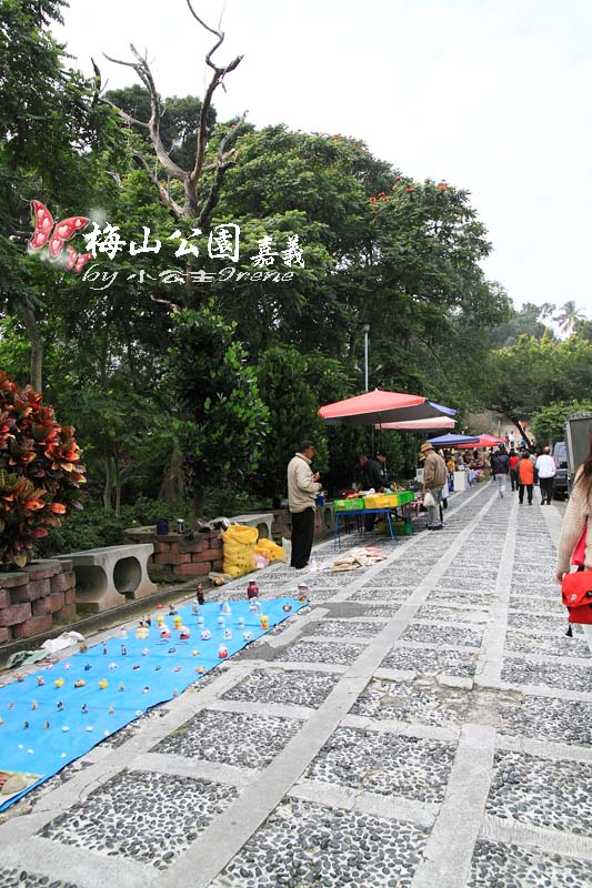 【嘉義梅山】與梅花的近距離接觸．梅山公園