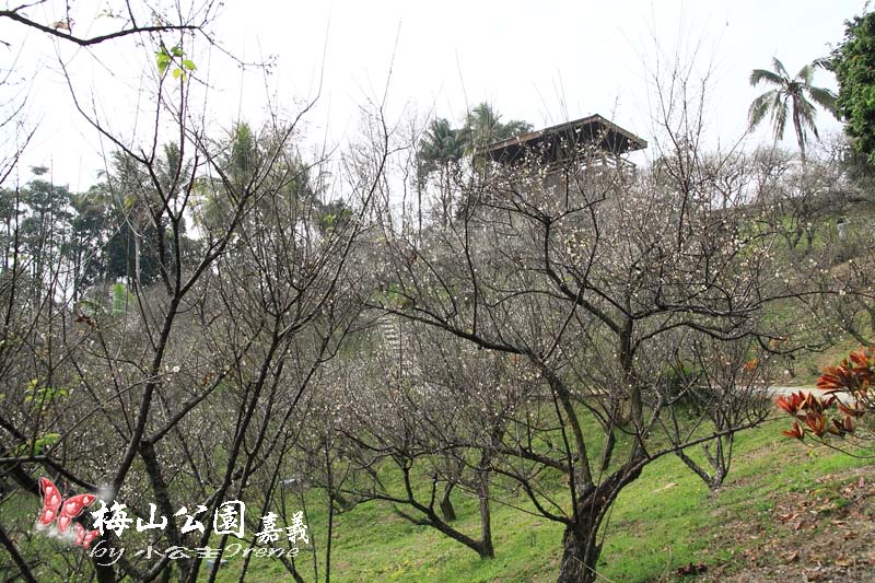 【嘉義梅山】與梅花的近距離接觸．梅山公園