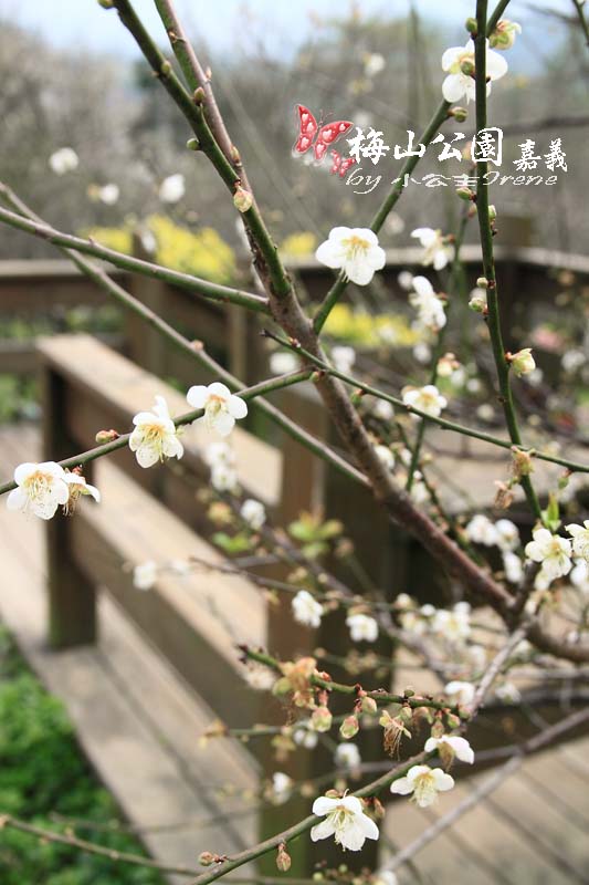 【嘉義梅山】與梅花的近距離接觸．梅山公園