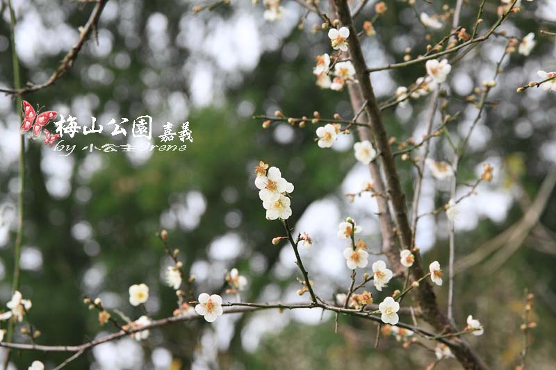 【嘉義梅山】與梅花的近距離接觸．梅山公園