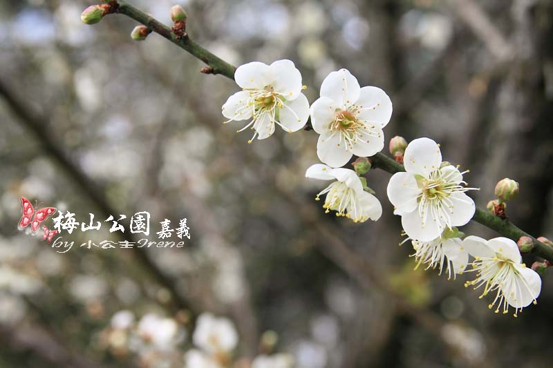 【嘉義梅山】與梅花的近距離接觸．梅山公園