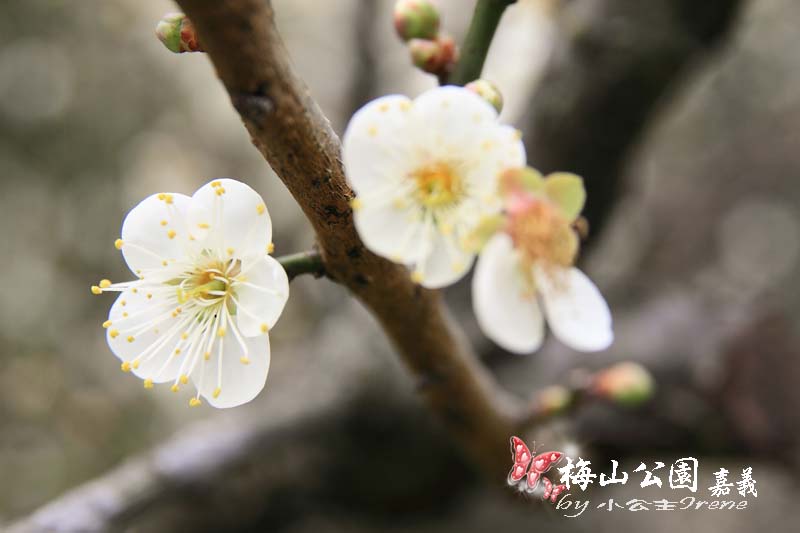 【嘉義梅山】與梅花的近距離接觸．梅山公園