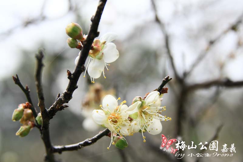 【嘉義梅山】與梅花的近距離接觸．梅山公園