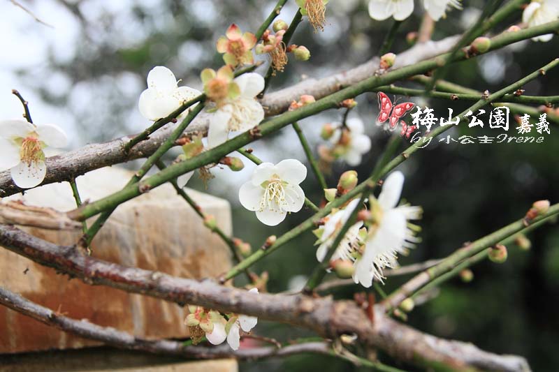 【嘉義梅山】與梅花的近距離接觸．梅山公園