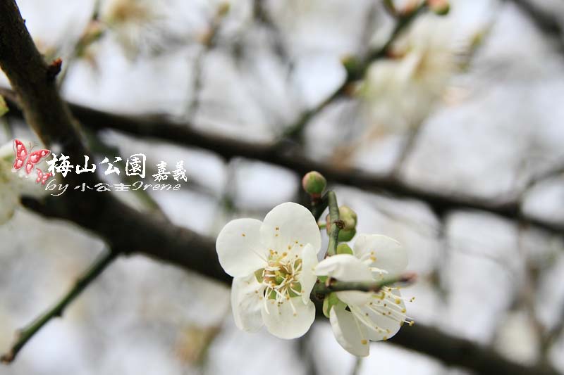 【嘉義梅山】與梅花的近距離接觸．梅山公園