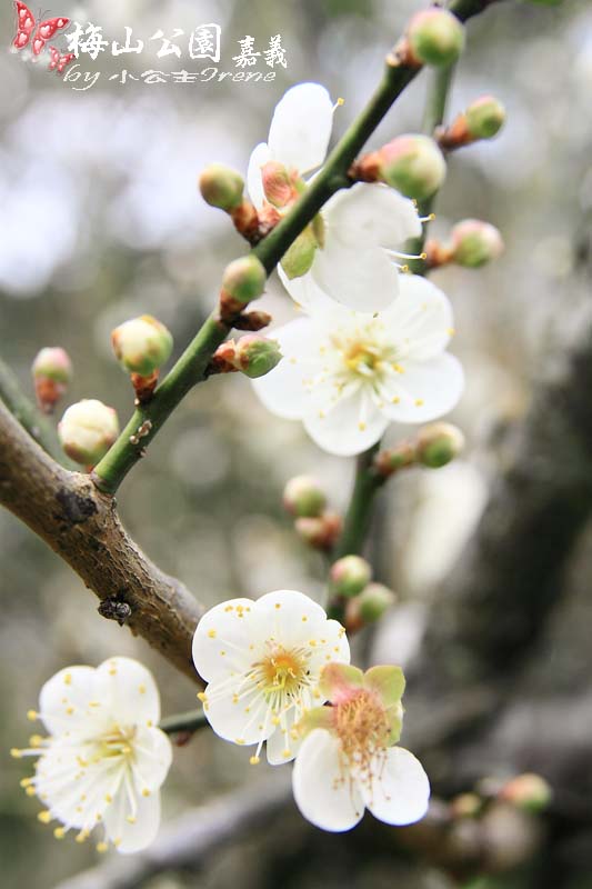 【嘉義梅山】與梅花的近距離接觸．梅山公園