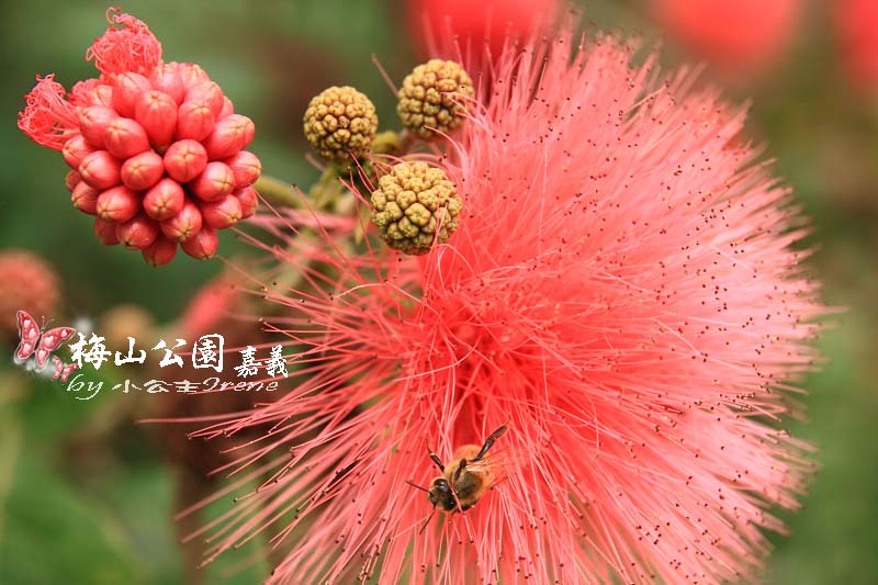 【嘉義梅山】與梅花的近距離接觸．梅山公園