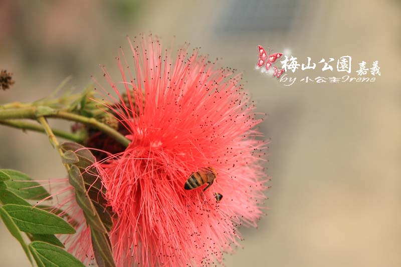 【嘉義梅山】與梅花的近距離接觸．梅山公園