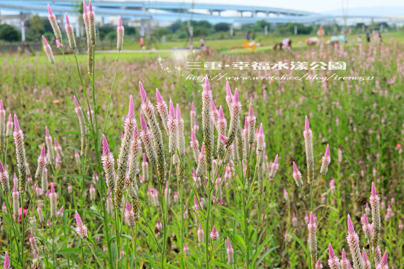 【三重】北縣的大公園‧幸福水漾公園