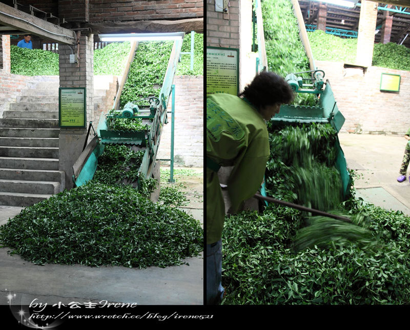 【桃園龍潭鄉】透視茶葉文化．福源茶廠