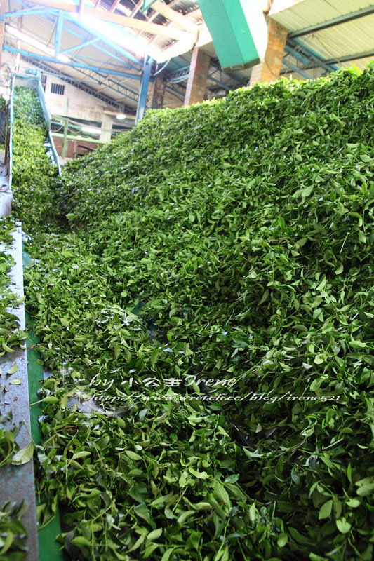 【桃園龍潭鄉】透視茶葉文化．福源茶廠