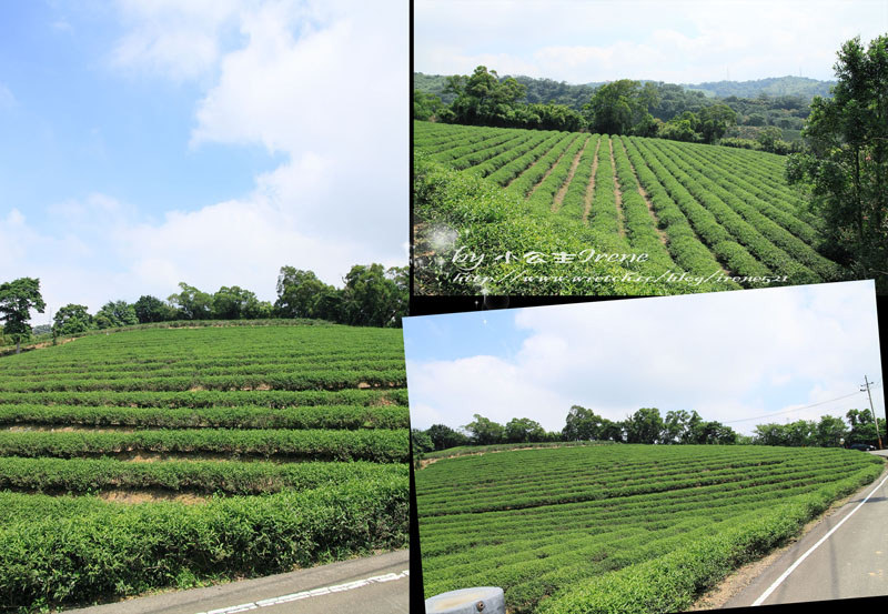 【桃園龍潭鄉】北茶之旅三水茗園‧與茶葉的近距離接觸 @Irene&#039;s 食旅．時旅