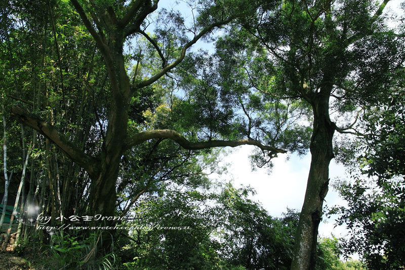 【桃園龍潭鄉】北茶之旅三水茗園‧與茶葉的近距離接觸