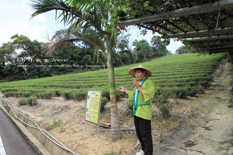 【桃園龍潭鄉】北茶之旅三水茗園‧與茶葉的近距離接觸