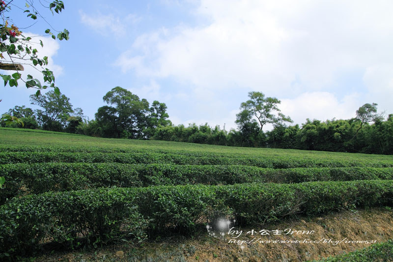 【桃園龍潭鄉】北茶之旅三水茗園‧與茶葉的近距離接觸